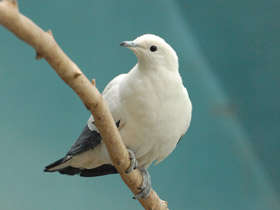 Фото Pied imperial pigeon