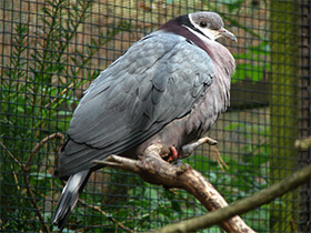 Фото Collared imperial pigeon