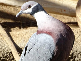 Фото Collared imperial pigeon