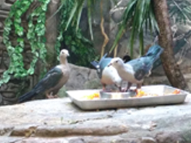 Фото Spice imperial pigeon