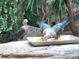 Фото Spice imperial pigeon