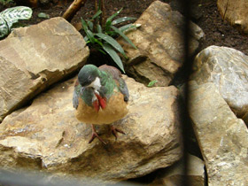 Фото Mindanao bleeding-heart