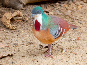 Фото Mindanao bleeding-heart