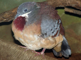 Фото Mindanao bleeding-heart