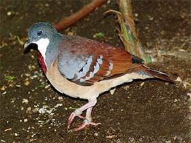 Фото Mindanao bleeding-heart