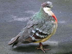 Фото Luzon bleeding-heart