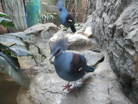 Фото Western crowned pigeon