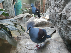 Фото Western crowned pigeon