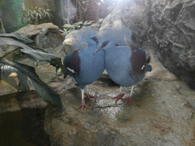 Фото Western crowned pigeon