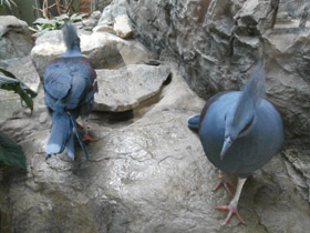 Фото Western crowned pigeon