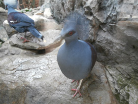 Фото Western crowned pigeon