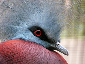 Фото Southern crowned pigeon