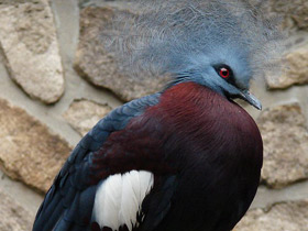 Фото Southern crowned pigeon