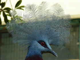 Фото Southern crowned pigeon