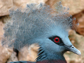 Фото Southern crowned pigeon