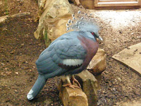 Фото Victoria crowned pigeon