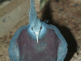 Фото Victoria crowned pigeon