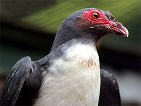 Фото Papuan mountain pigeon