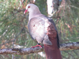 Фото Paloma rosa de Reunión
