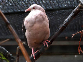 Фото Pink pigeon