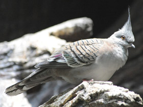 Фото Crested pigeon