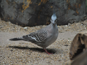 Фото Crested pigeon