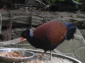 Фото Pheasant pigeon