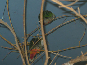 Фото Black-Naped fruit dove