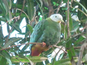 Фото Black-Naped fruit dove