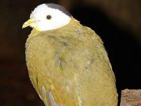 Фото Black-Naped fruit dove