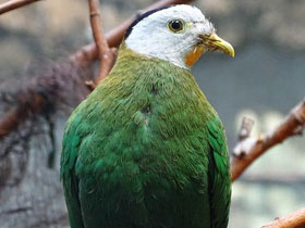 Фото Black-Naped fruit dove