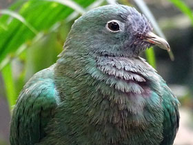 Фото Black-Naped fruit dove