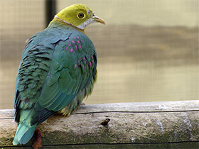 Фото Pink-Spotted fruit dove