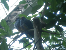 Фото Beautiful fruit dove