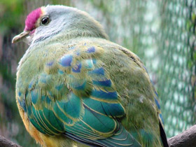Фото Pink-crowned fruit dove