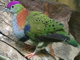 Фото Superb fruit dove