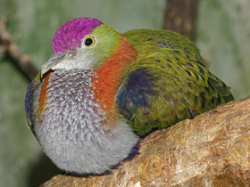 Фото Superb fruit dove