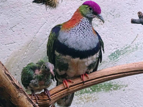 Фото Superb fruit dove