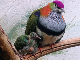 Фото Superb fruit dove