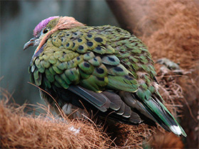 Фото Superb fruit dove