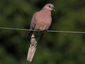 Фото Spotted-necked Dove