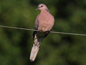 Фото Spotted-necked Dove