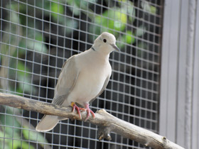 Фото Eurasian collared dove