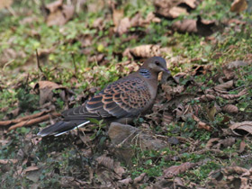 Фото Oriental turtle dove