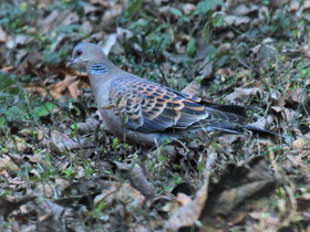 Фото Oriental turtle dove