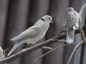 Фото African collared dove