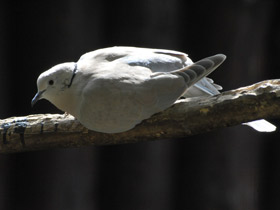 Фото African collared dove