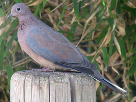 Фото Laughing dove