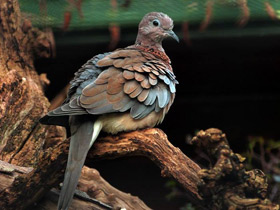 Фото Laughing dove