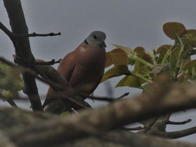 Фото Ruddy turtle dove